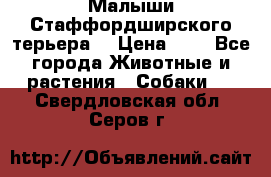 Малыши Стаффордширского терьера  › Цена ­ 1 - Все города Животные и растения » Собаки   . Свердловская обл.,Серов г.